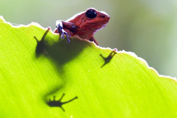 Roter Frosch auf gruenem Blatt - Chamaeleon Reisen