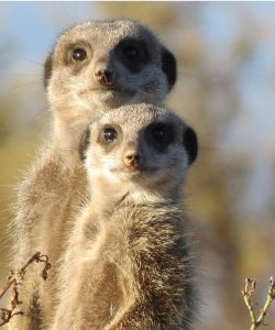 chamaeleon-reisen outeniqua