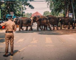 sri lanka terror polizist mit elefanten